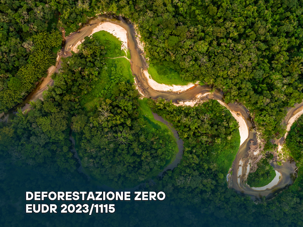 EUDR: perché l’attuazione del Regolamento sulla deforestazione non può attendere